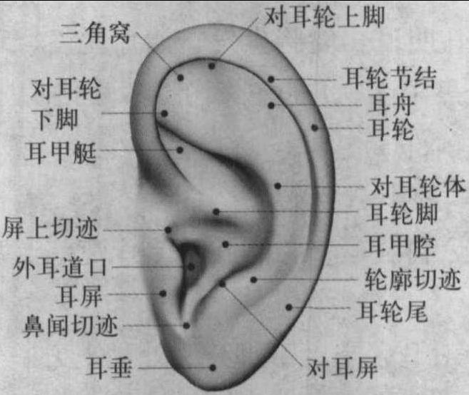 第三节 耳针法